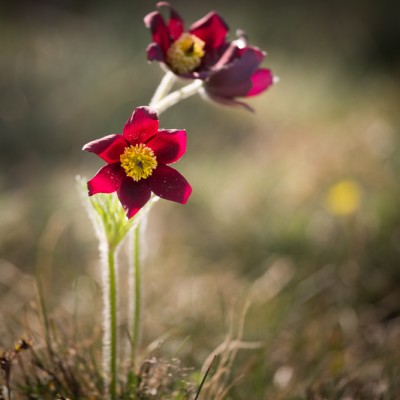 anemone pulsatille