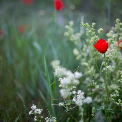 Fleur | Coquelicot