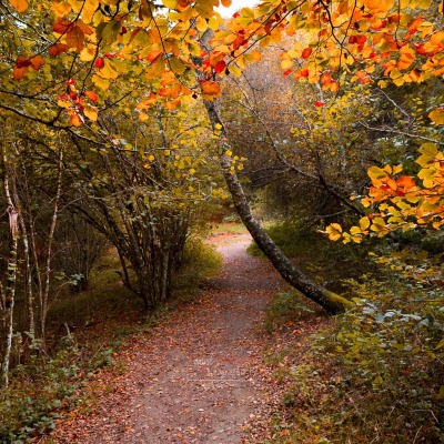 Chemin automne puy de Sarcoui